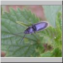 Hemicrepidius niger - Wollhaarkaefer 01.jpg